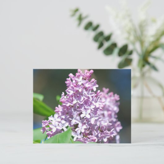 Carte postale Lavender Lilac (Debout devant)