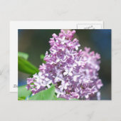 Carte postale Lavender Lilac (Devant / Derrière)