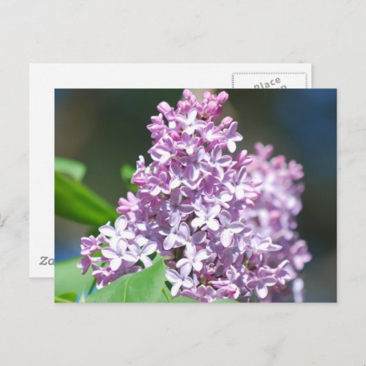 Carte postale Lavender Lilac (Devant / Derrière)
