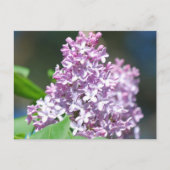 Carte postale Lavender Lilac (Devant)