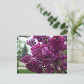 Carte postale Lavender Lilacs (Debout devant)