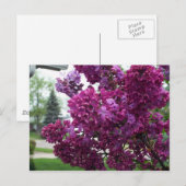 Carte postale Lavender Lilacs (Devant / Derrière)