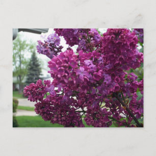 Carte postale Lavender Lilacs