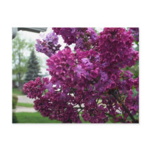 Carte postale Lavender Lilacs