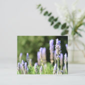 Carte postale Lavender Photography (Debout devant)