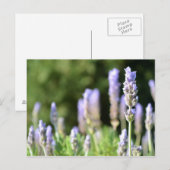 Carte postale Lavender Photography (Devant / Derrière)