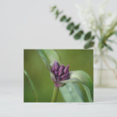 Carte postale Lavender Spiderwort (Debout devant)