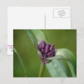 Carte postale Lavender Spiderwort (Devant / Derrière)