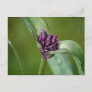 Carte postale Lavender Spiderwort