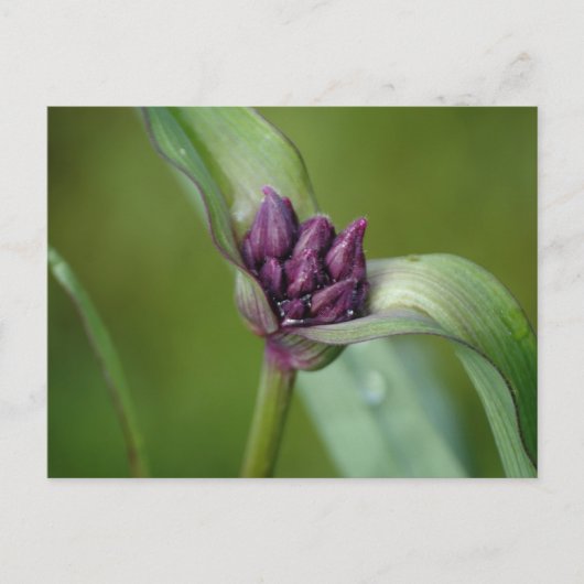 Carte postale Lavender Spiderwort (Devant)