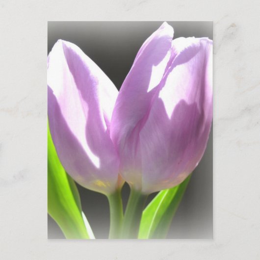 Carte postale Lavender Tulips (Devant)