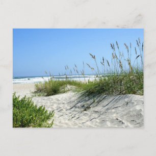 Carte Postale L'avoine marine à Ocracoke