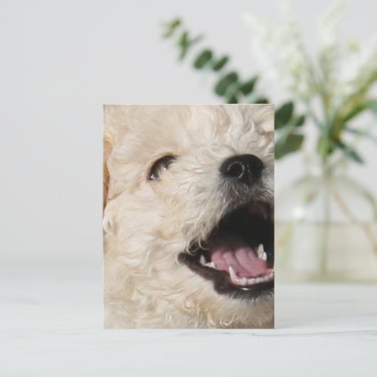 Carte postale Lawrence (Debout devant)