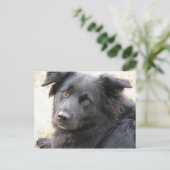 Carte Postale Layla (Debout devant)