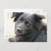 Carte Postale Layla (Devant / Derrière)