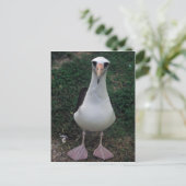 Carte Postale Laysan albatros debout (Debout devant)