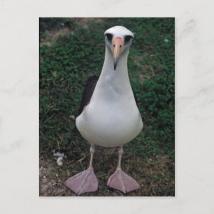 Carte Postale Laysan albatros debout