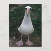 Carte Postale Laysan albatros debout (Devant)