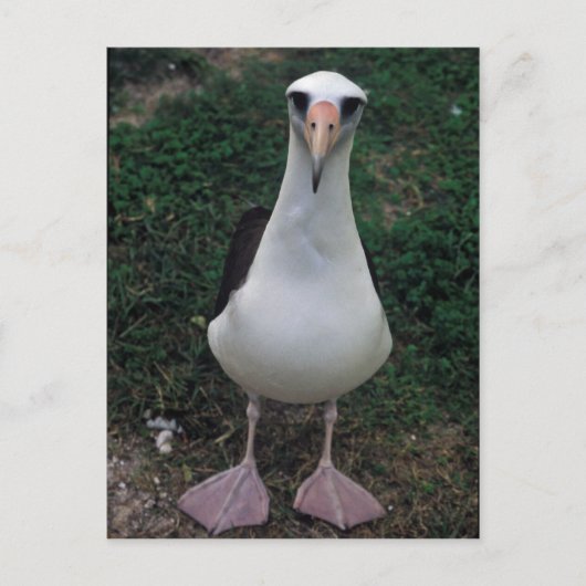 Carte Postale Laysan albatros debout (Devant)