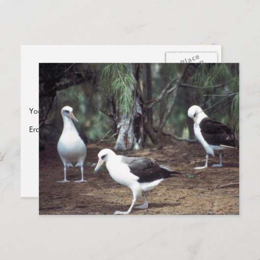 Carte Postale Laysan Albatross (Devant / Derrière)