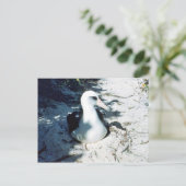 Carte Postale Laysan Albatross (Debout devant)