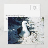 Carte Postale Laysan Albatross (Devant / Derrière)