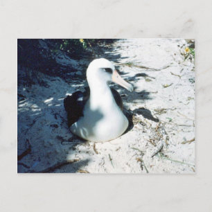 Carte Postale Laysan Albatross