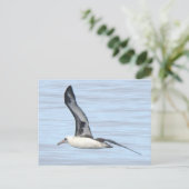 Carte Postale Laysan Albatross Postcard (Debout devant)