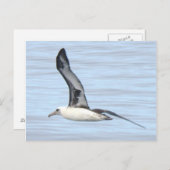 Carte Postale Laysan Albatross Postcard (Devant / Derrière)