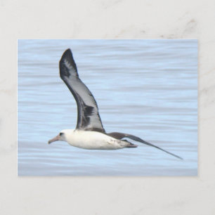 Carte Postale Laysan Albatross Postcard