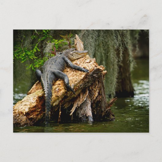 Carte postale Lazy Alligator de DeGruy (Devant)
