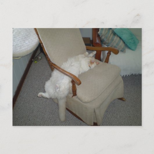 Carte Postale Lazy Cat (Devant)