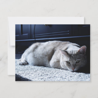 Carte postale Lazy Cat Napping