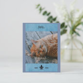 Carte Postale Lazy Cat Say's Hello Postcard (Debout devant)