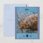 Carte Postale Lazy Cat Say's Hello Postcard (Devant / Derrière)