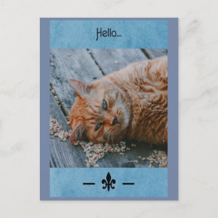 Carte Postale Lazy Cat Say's Hello Postcard