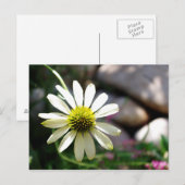 Carte postale Lazy Daisy Summer Day (Devant / Derrière)