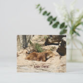 Carte Postale Lazy Dayz Bear (Debout devant)