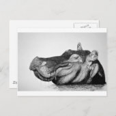 Carte Postale Lazy Hippo (Devant / Derrière)