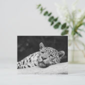 Carte Postale "Lazy Leopard" (Debout devant)