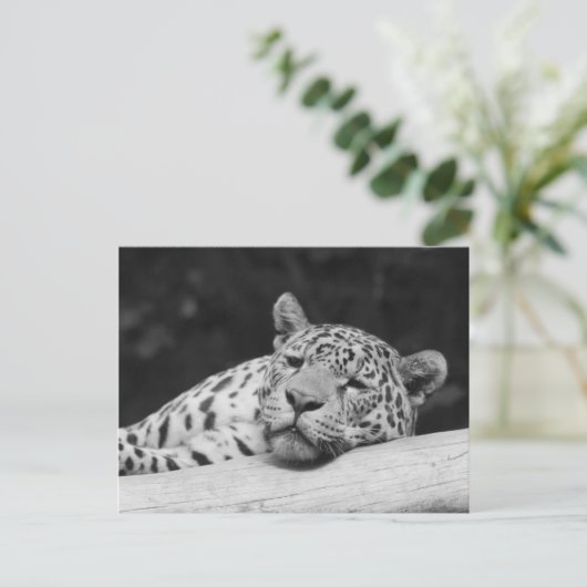 Carte Postale "Lazy Leopard" (Debout devant)