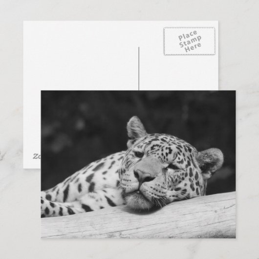 Carte Postale "Lazy Leopard" (Devant / Derrière)
