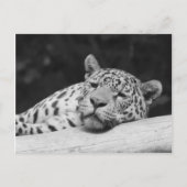 Carte Postale "Lazy Leopard" (Devant)