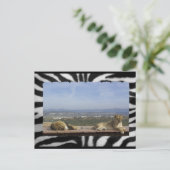 Carte postale Lazy Lions (Debout devant)