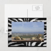 Carte postale Lazy Lions (Devant / Derrière)