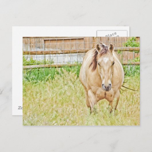 Carte Postale Lazy Morning (Devant / Derrière)