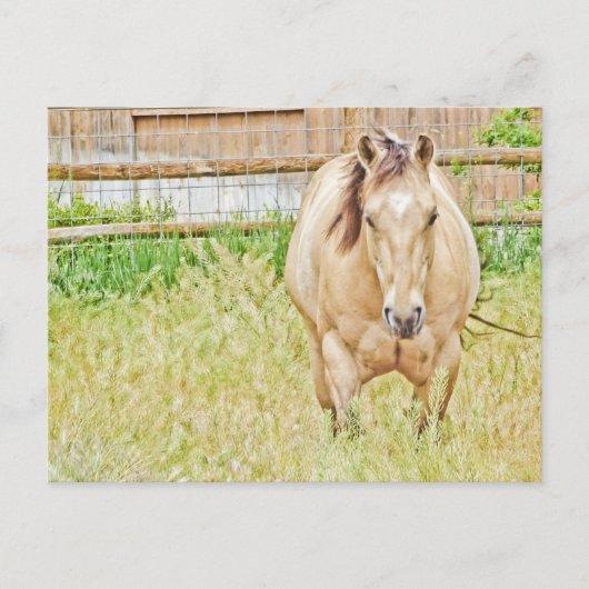 Carte Postale Lazy Morning (Devant)