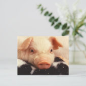 Carte Postale Lazy Piglet (Debout devant)