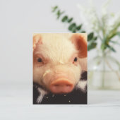 Carte Postale Lazy Piglet (Debout devant)