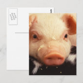 Carte Postale Lazy Piglet (Devant / Derrière)